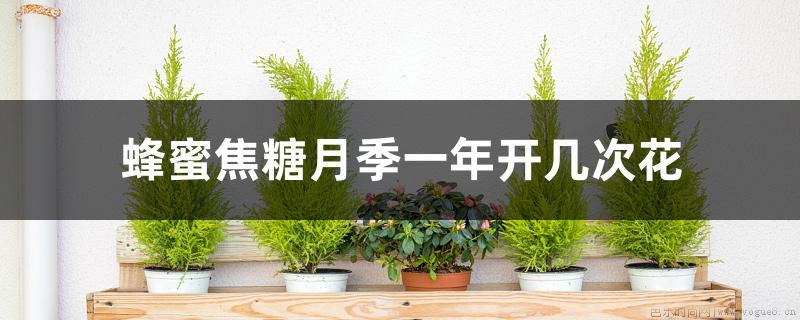 蜂蜜焦糖月季一年开几次花