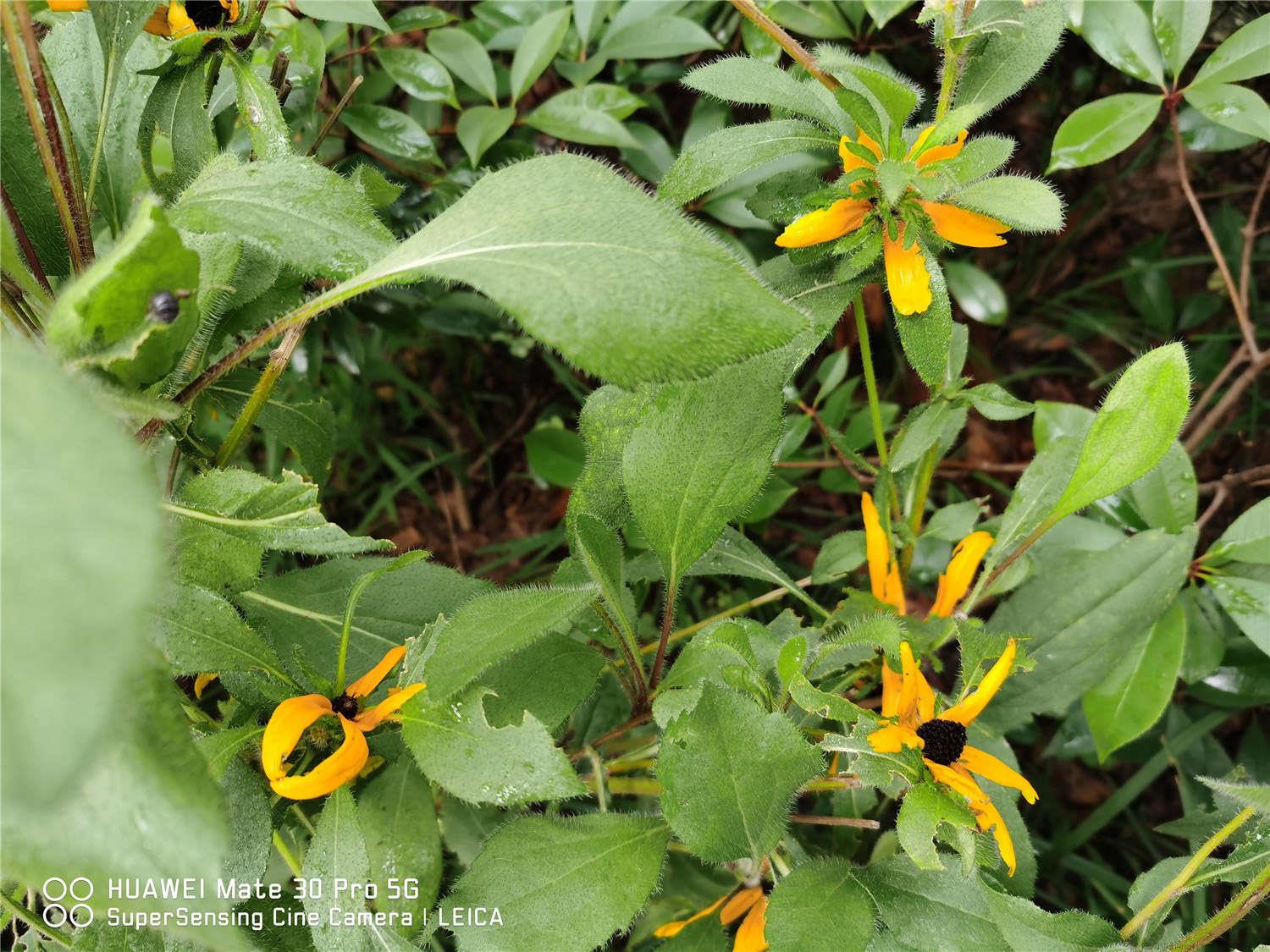 11月扦插菊花能活吗