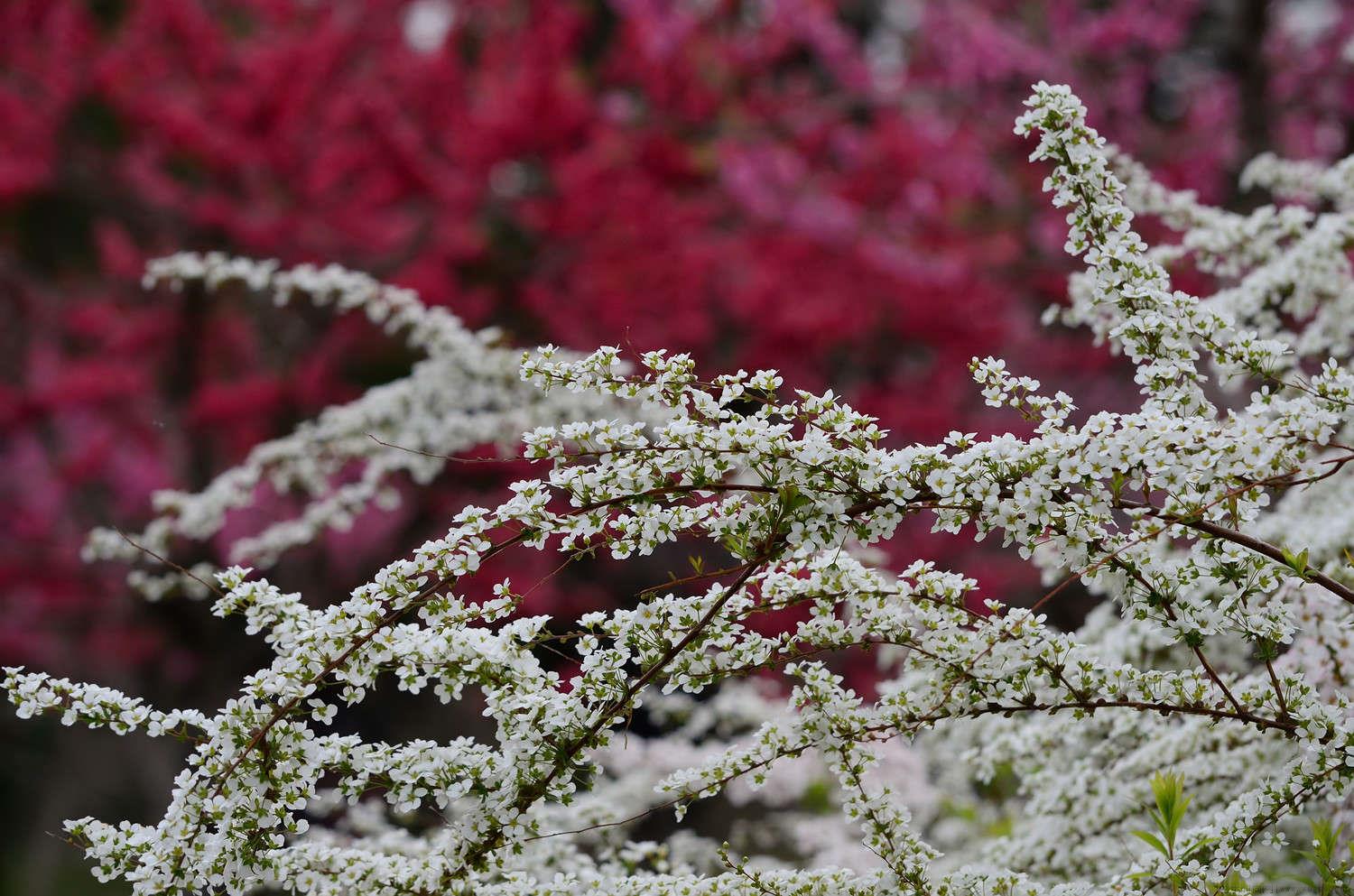 雪柳怎么醒花