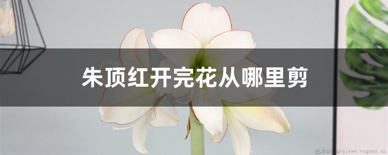 朱顶红开完花从哪里剪