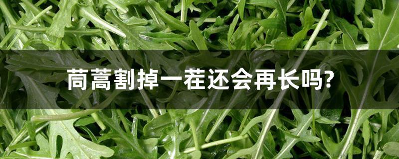 茼蒿割掉一茬还会再长吗