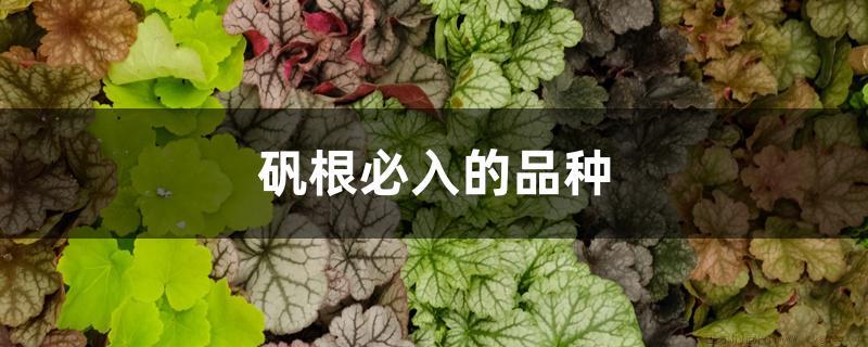 矾根必入的品种