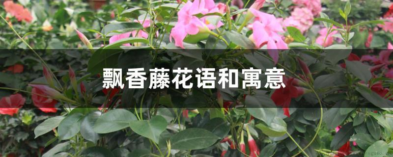 飘香藤花语和寓意