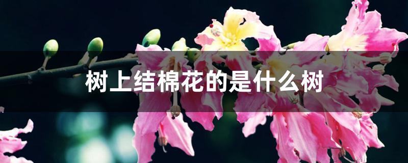 树上结棉花的是什么树