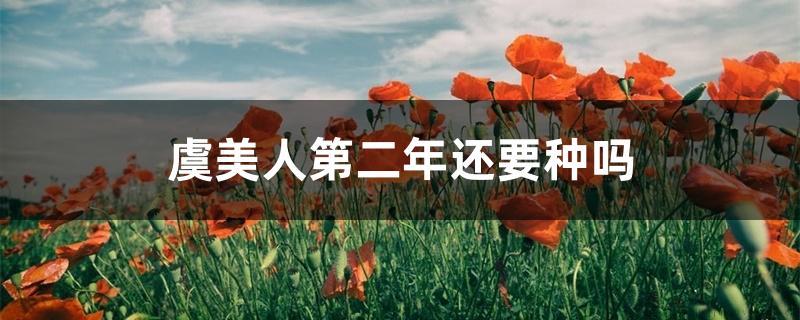 虞美人第二年还要种吗