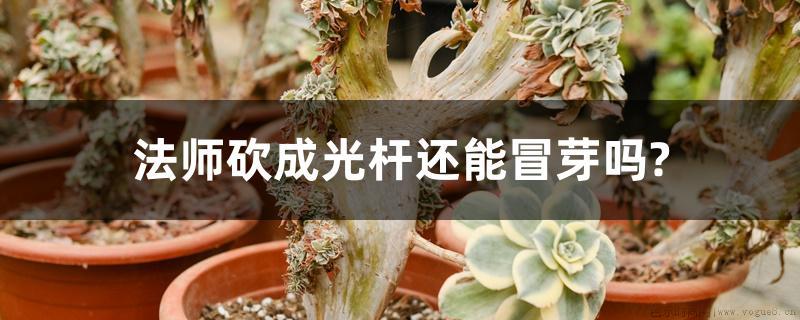 法师砍成光杆还能冒芽吗