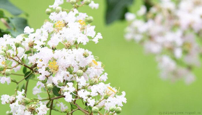 紫薇花花语