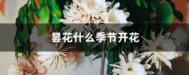 昙花什么季节开花