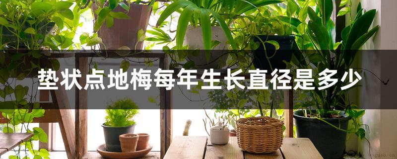 垫状点地梅每年生长直径是多少