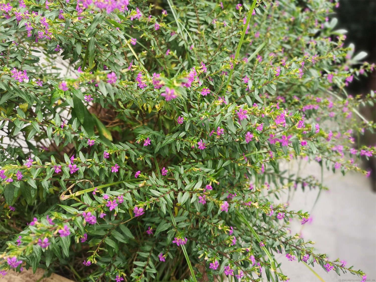 萼距花能活几年