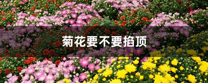 菊花要不要掐顶