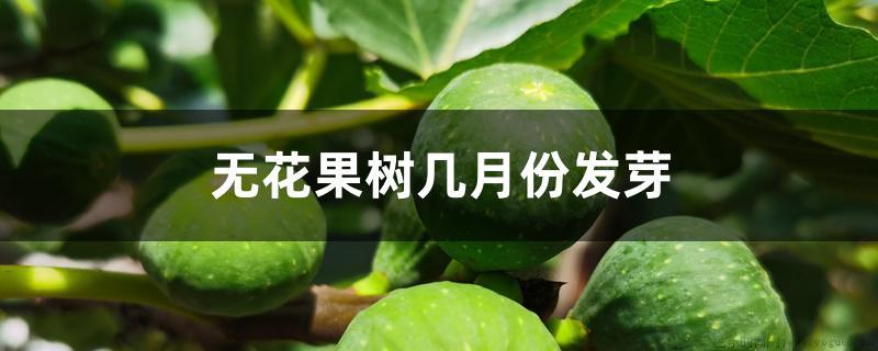 无花果树几月份发芽