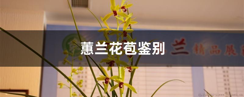 蕙兰花苞鉴别