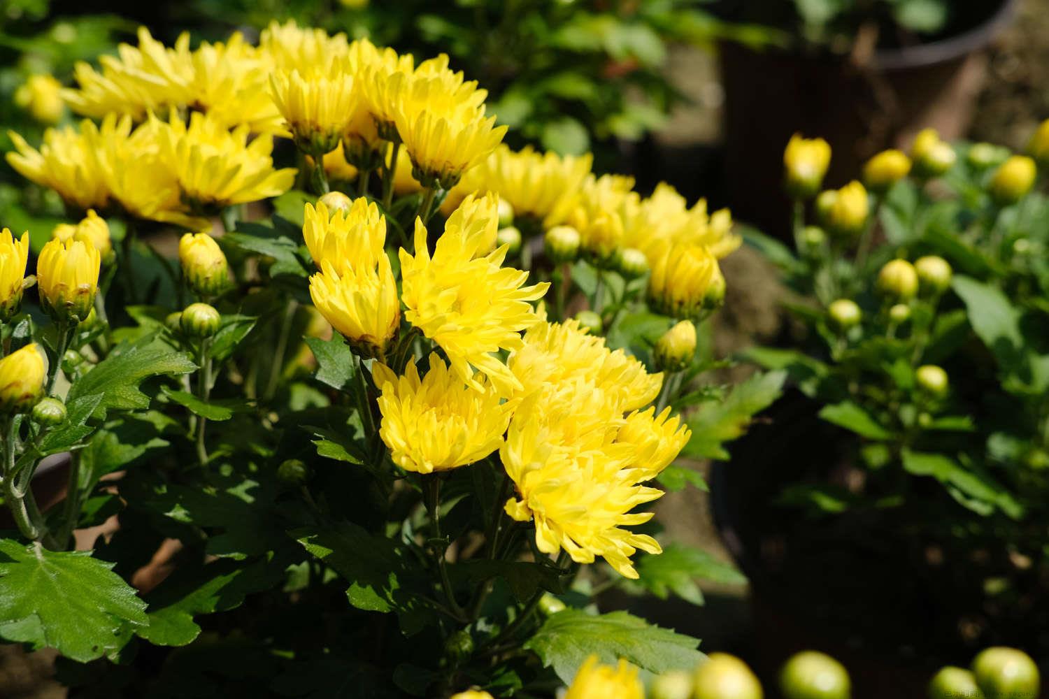 菊花在什么季节开花