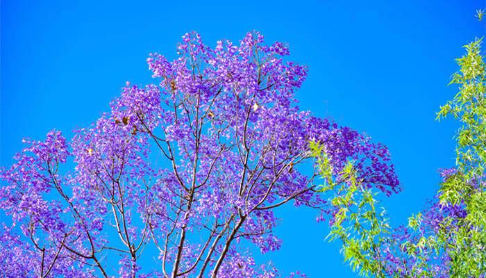 蓝花楹花期