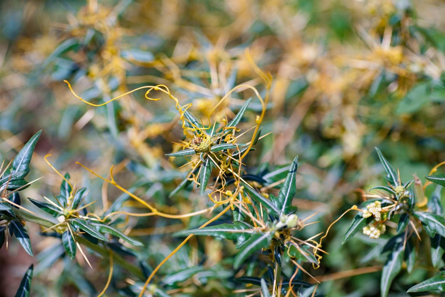 菟丝子是绿色植物吗