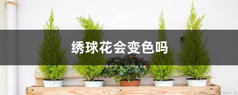 绣球花会变色吗