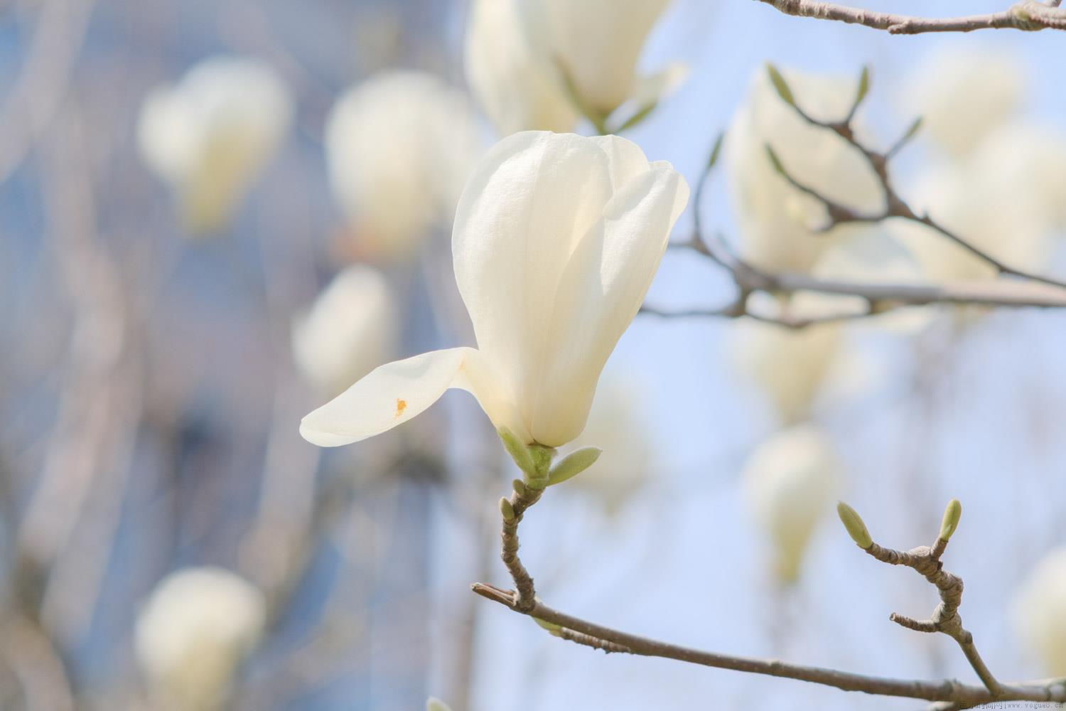 白兰花叶子掉光还有救吗