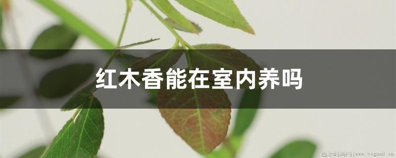 红木香能在室内养吗