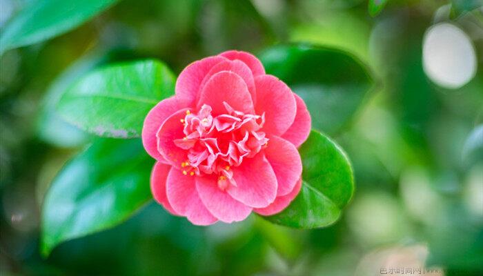 茶花换盆后花苞干了叶子掉了怎么回事