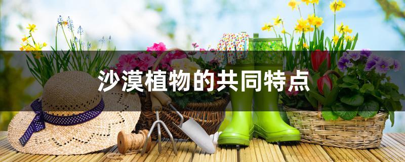 沙漠植物的共同特点