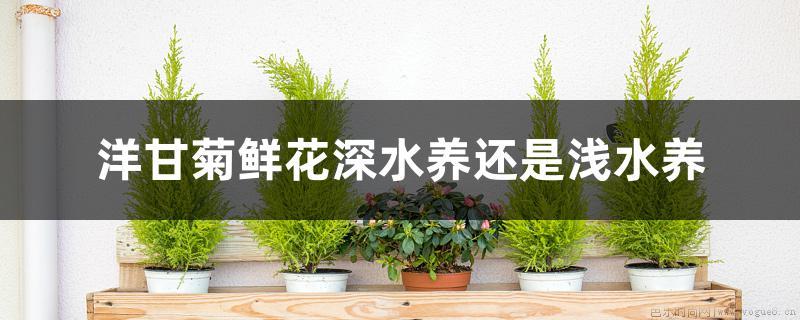 洋甘菊鲜花深水养还是浅水养