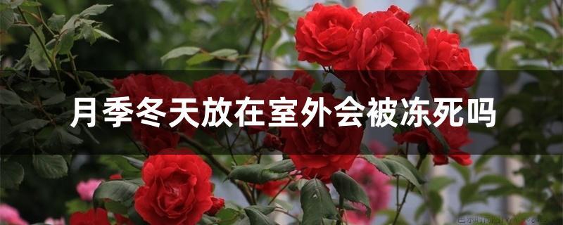 月季冬天放在室外会被冻死吗