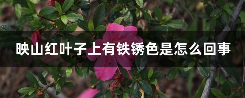 映山红叶子上有铁锈色是怎么回事