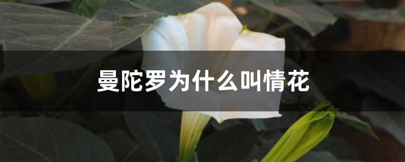 曼陀罗为什么叫情花