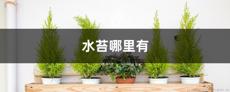 水苔哪里有