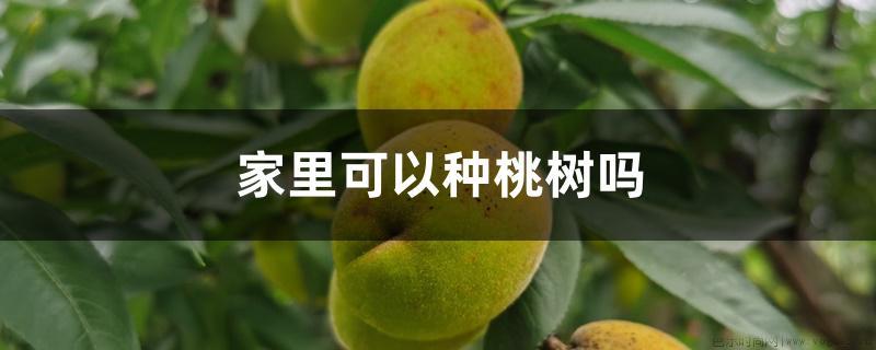 家里可以种桃树吗