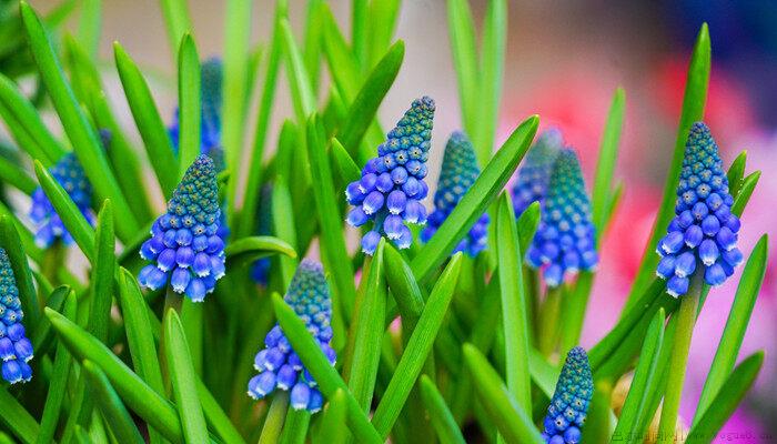 风信子花香有毒吗