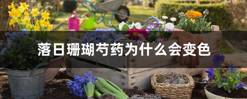 落日珊瑚芍药为什么会变色