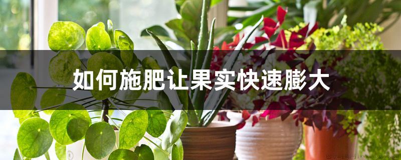 如何施肥让果实快速膨大