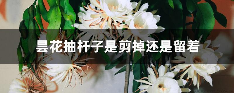 昙花抽杆子是剪掉还是留着