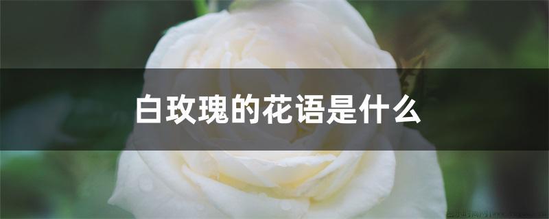 白玫瑰的花语是什么