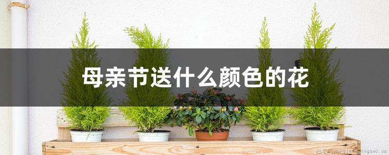 母亲节送什么颜色的花