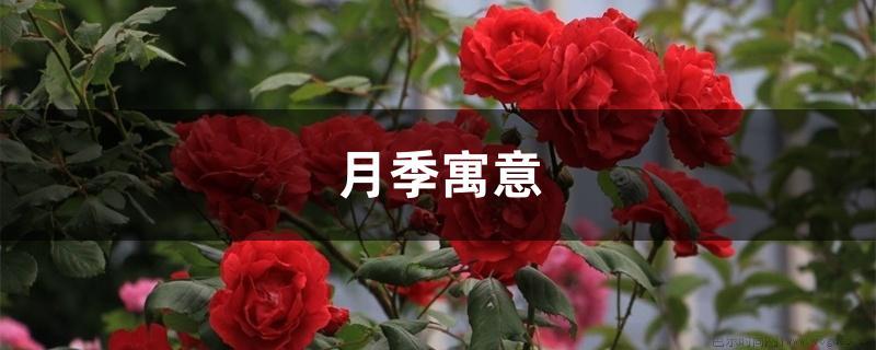 月季寓意