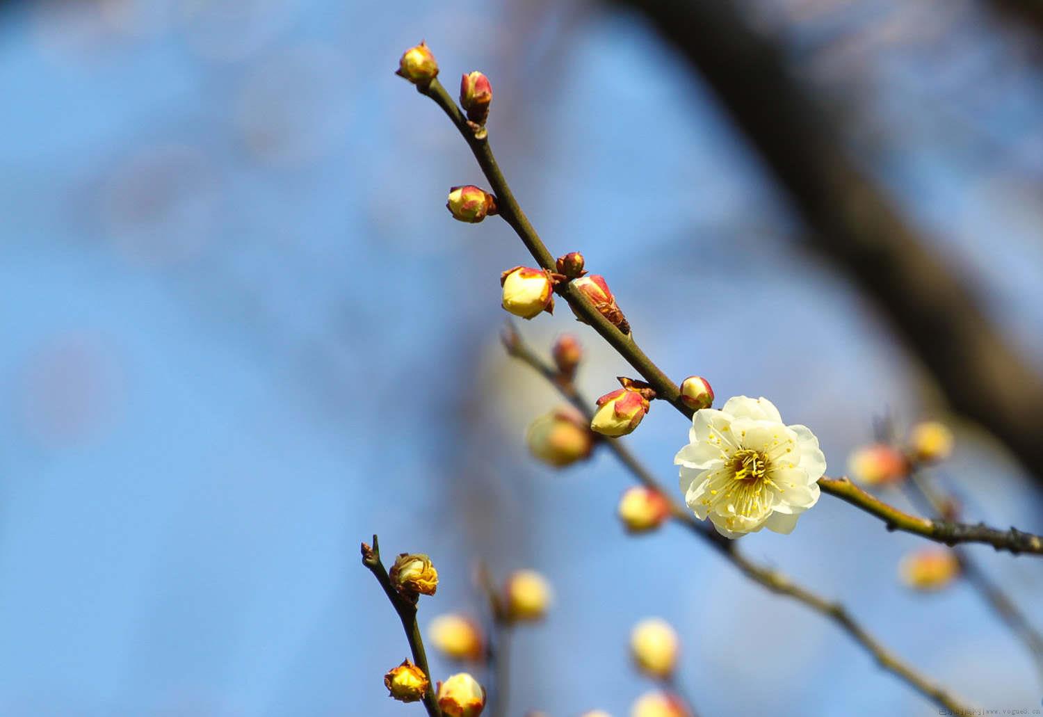 梅花开花期间如何养护