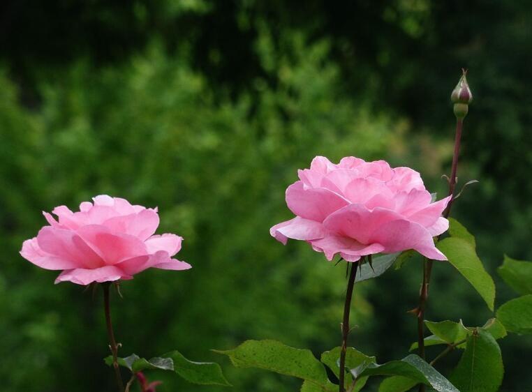 月季花黄叶怎么回事