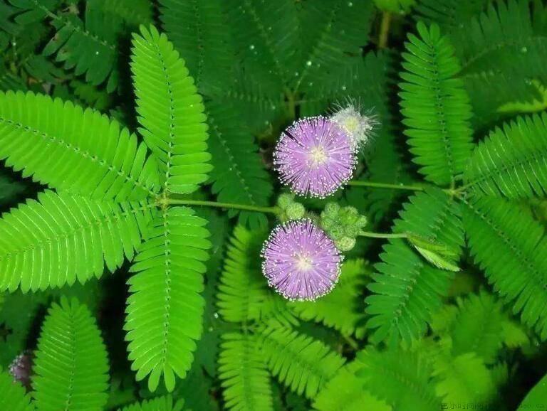 含羞草种子的种植方法是什么