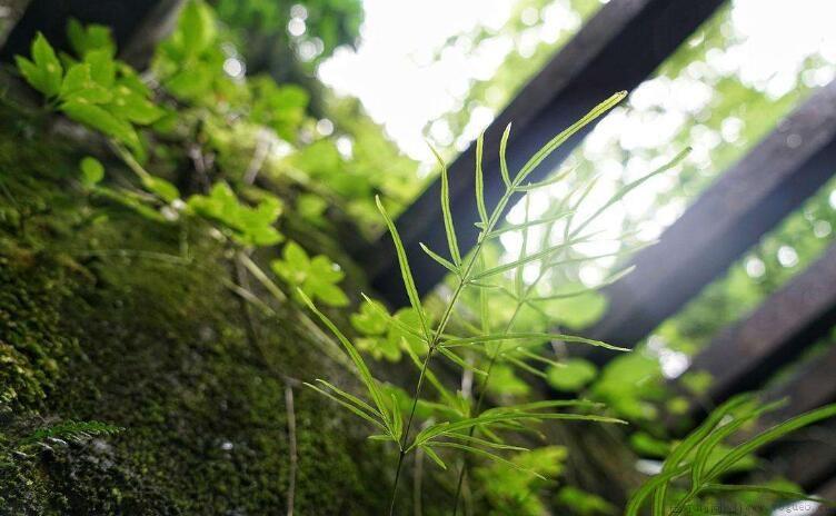 梅子黄时是什么季节