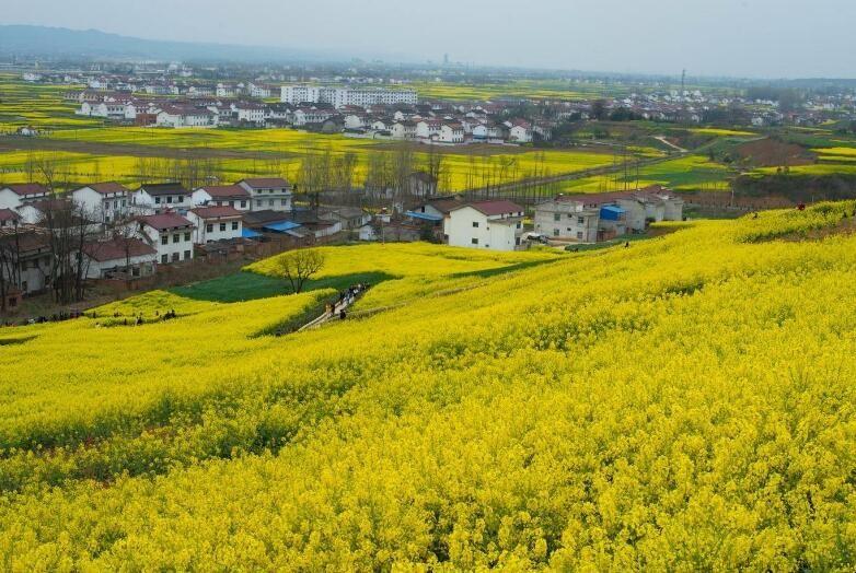 国内油菜花打卡胜地