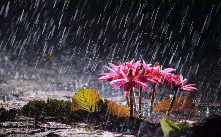 梅雨季节是什么意思