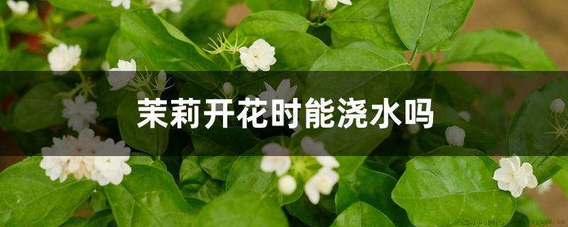 茉莉开花时能浇水吗