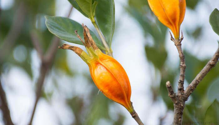 栀子花几月开花