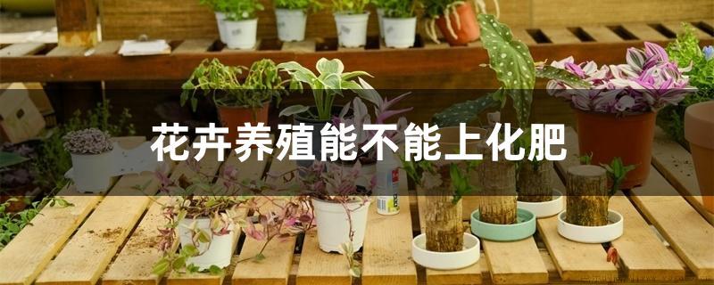 花卉养殖能不能上化肥