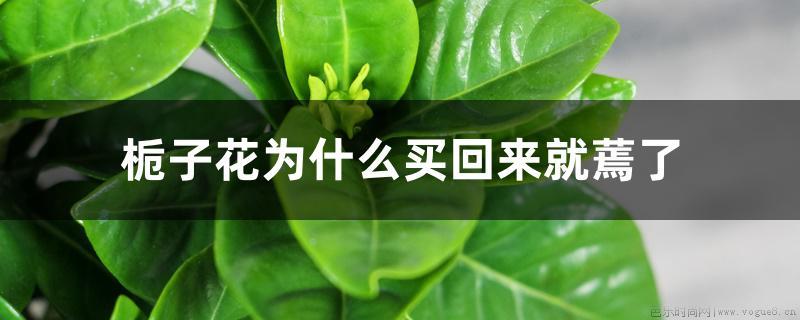 栀子花为何买回来就蔫了