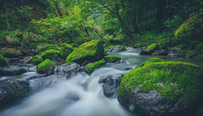 苔藓可以养在水中吗