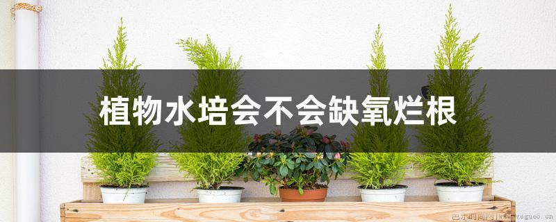 植物水培会不会缺氧烂根